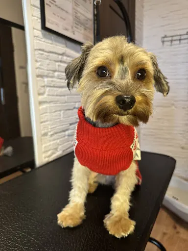 PSIAKOWO Dominika Grabowska